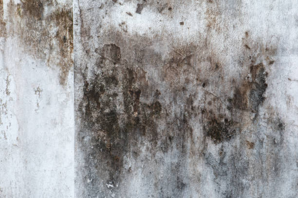 Trusted Oakland, NJ Mold Removal Experts
