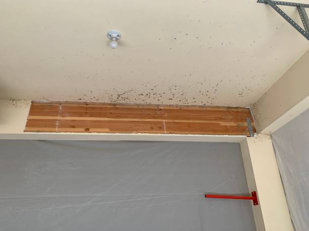 Best Crawl Space Mold Remediation  in Oakland, NJ
