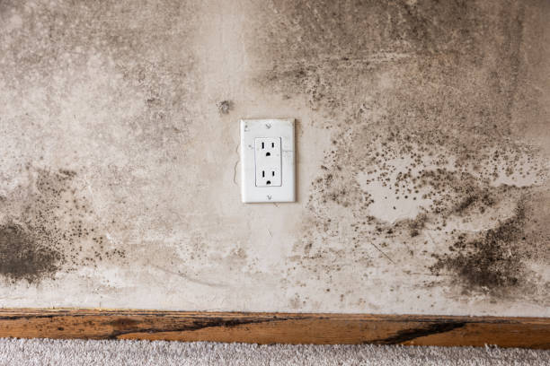 Environmental Consulting for Mold Prevention in Oakland, NJ
