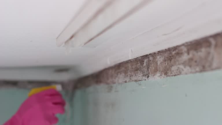Best Black Mold Removal  in Oakland, NJ